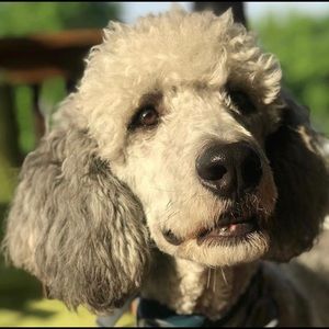 Meet your Posher, Sophia